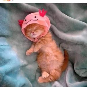 Meet your Posher, Aby